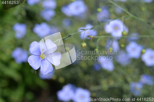 Image of Alpine flax