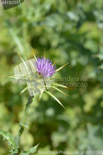 Image of Milk thistle flower