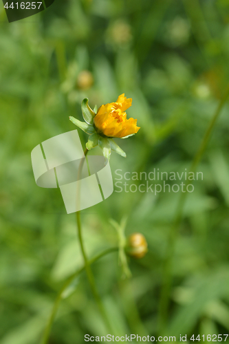 Image of Star tickseed