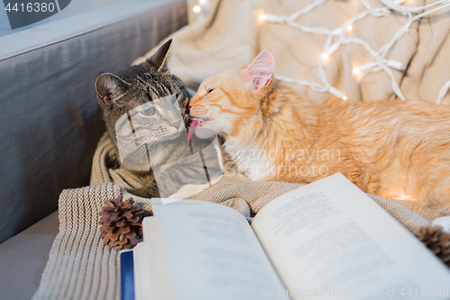 Image of two cats lying on sofa with book at home