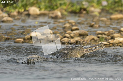 Image of gharial or false gavial close-up portrait in the river