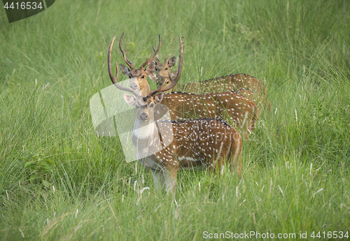 Image of Sika or dappled deers in the wild