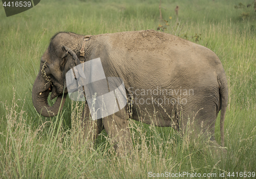 Image of Asian elephant eating grass or feeding in the wild