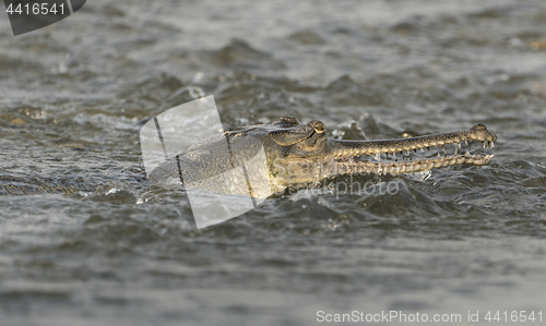 Image of gharial or false gavial close-up portrait in the river