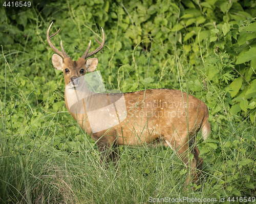 Image of Dappled deer male in the wild