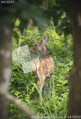 Image of Sika or dappled deer in the wild
