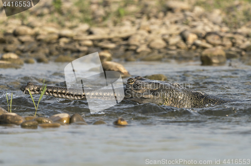 Image of gharial or false gavial close-up portrait in the river