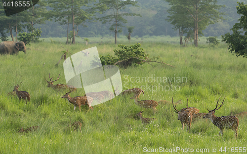 Image of Sika or dappled deers in the wild