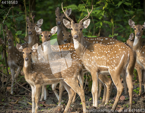 Image of Dappled deers herd in the jungle