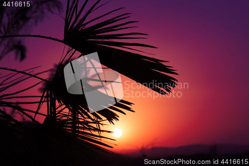 Image of Andalusian sunset with silhouette palm trees