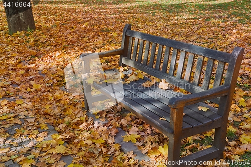 Image of Autumn leaves on bench