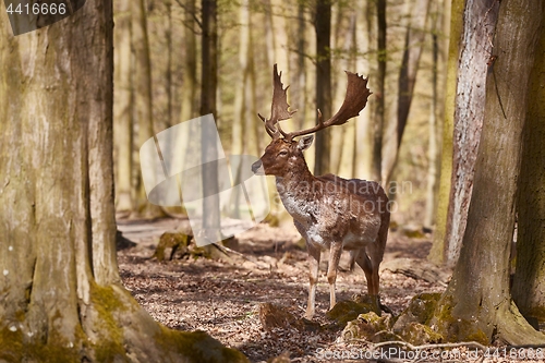 Image of Deer in the woods