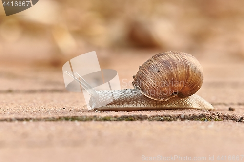 Image of Snail crawling on the ground