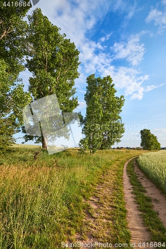 Image of Green Field with Trees