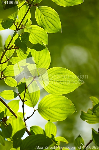 Image of Green Leaves Background