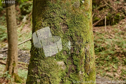 Image of Tree Trunk Closeup