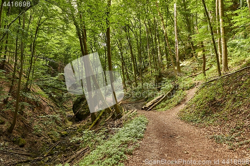 Image of Forest walking route