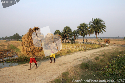 Image of Farmer carries rice from the farm home in Baidyapur, West Bengal, India