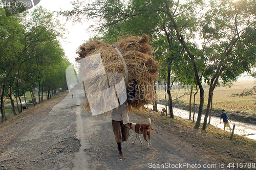 Image of Farmer carries rice from the farm home in Baidyapur, West Bengal, India