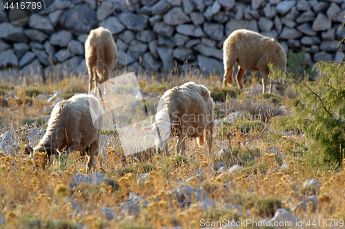 Image of Sheep