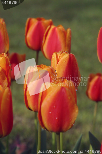 Image of Tulips in full bloom
