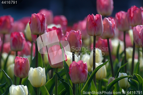Image of Tulips in full bloom