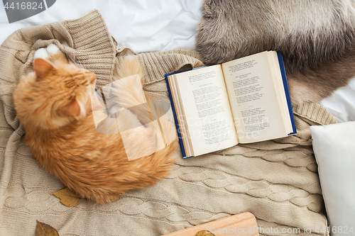 Image of red tabby cat lying on blanket at home in winter