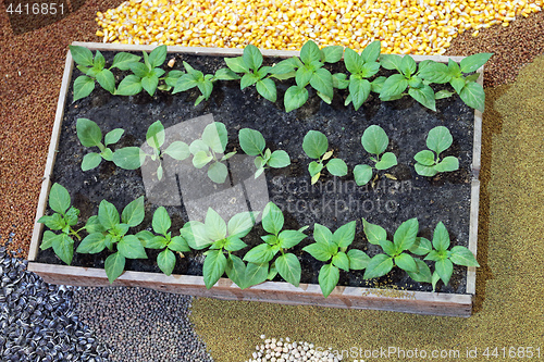 Image of Nursery Agriculture