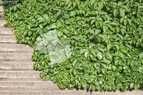 Image of Green creeper plant covering stairs