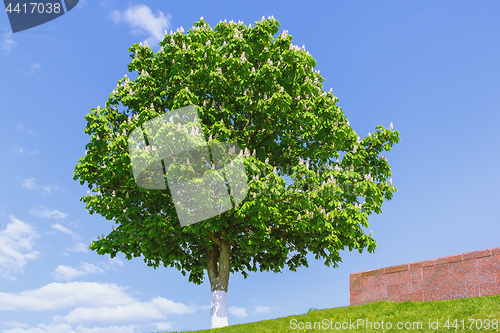 Image of Blossoming Horse Chestnut Against A Blue Sky