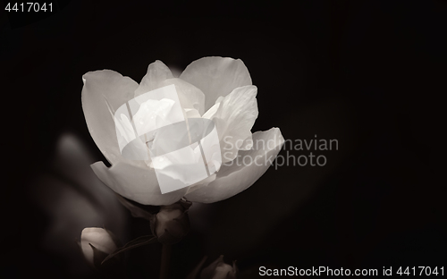 Image of White Flower On The Black Background Close-up