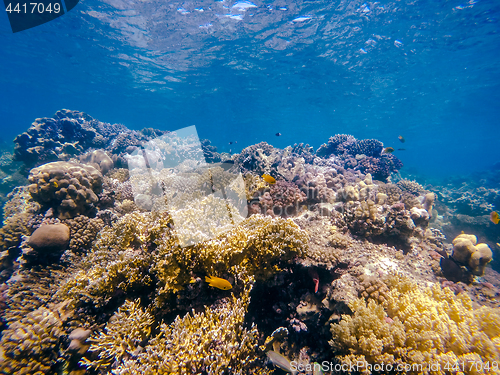 Image of Coral and fish in the Red Sea. Egypt