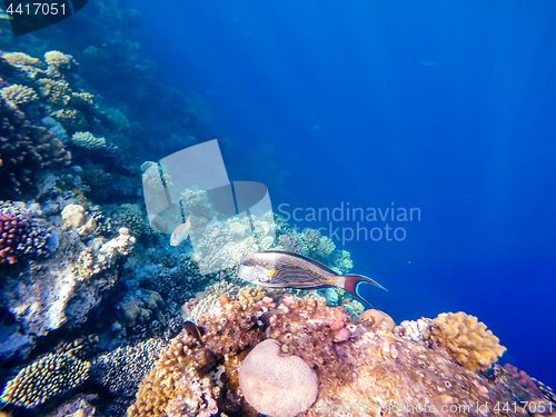 Image of Coral and fish in the Red Sea. Safaga, Egypt