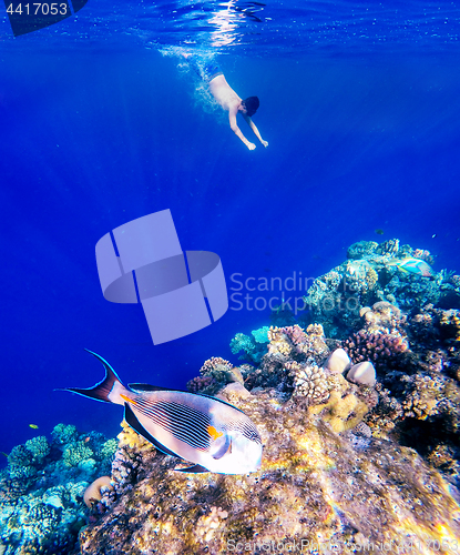 Image of Coral and fish in the Red Sea. Safaga, Egypt