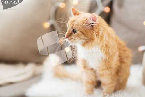 Image of red tabby cat on sofa with sheepskin at home