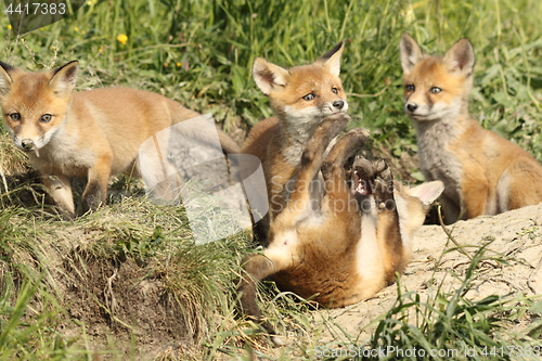 Image of playful red fox cubs in the wild