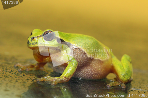 Image of full length tree frog