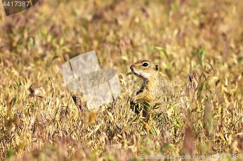 Image of european ground squirrel in the field