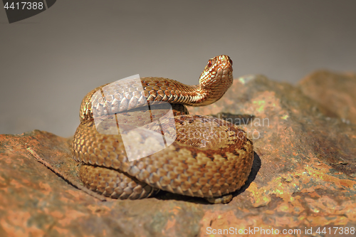 Image of crossed viper on stone