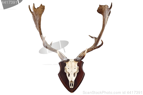 Image of isolated hunting trophy of a fallow deer buck