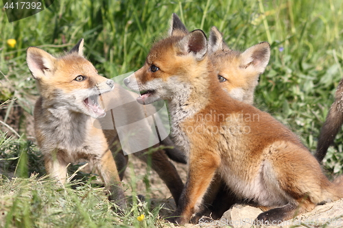 Image of family of young red foxes