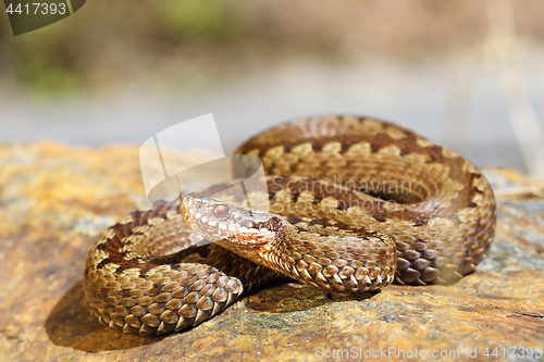 Image of european toxic snake, common adder
