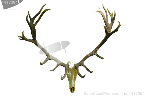 Image of huge red deer skull with beautiful antlers