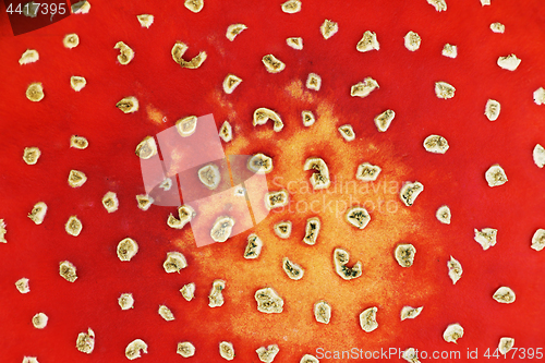 Image of colorful texture of fly agaric