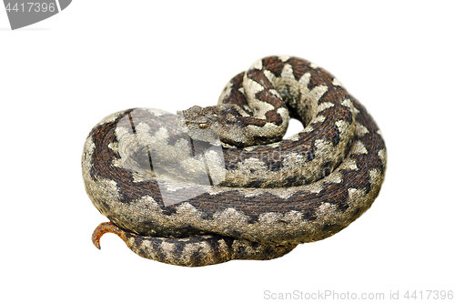 Image of isolated dangerous nose horned adder