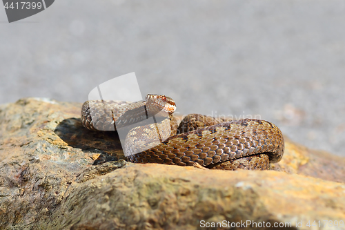 Image of common european adder close up