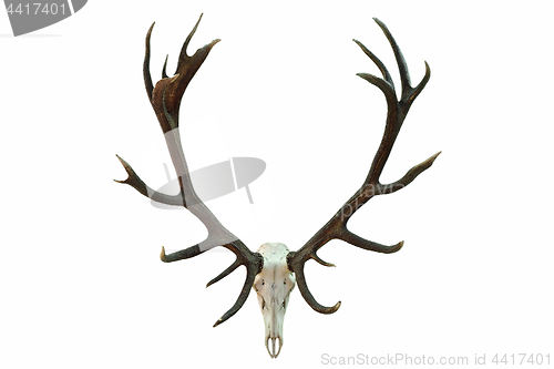 Image of huge red deer skull with beautiful antlers