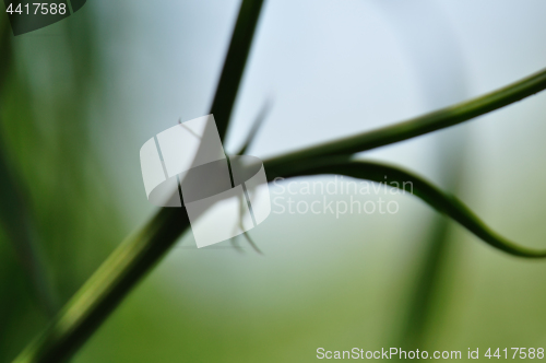 Image of green twig nature abstract