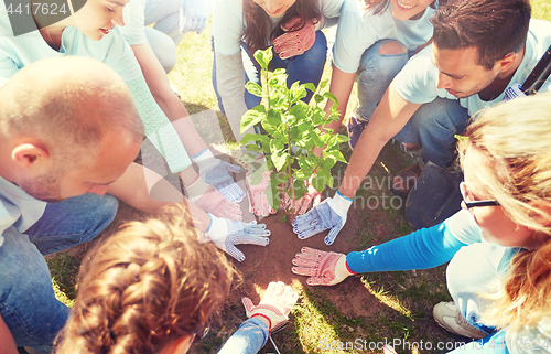 Image of group of volunteers planting tree in park