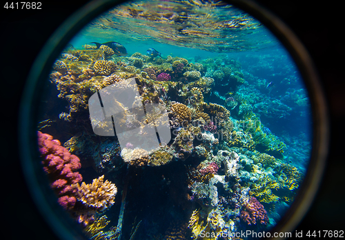 Image of Coral and fish